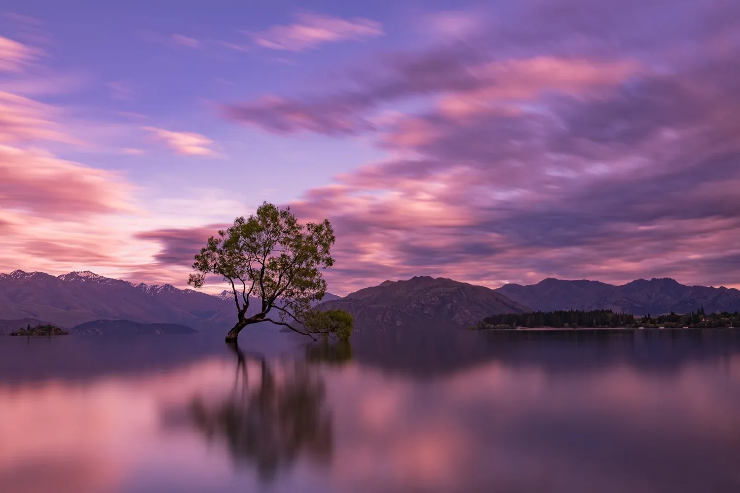 Wanaka Tree
